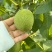 青皮核桃70斤/袋