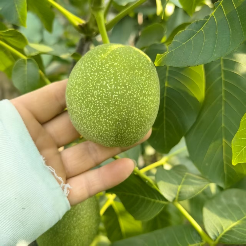 青皮核桃70斤/袋