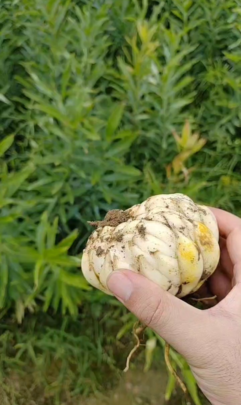百合单个半斤以上