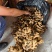 生姜带泥黄姜