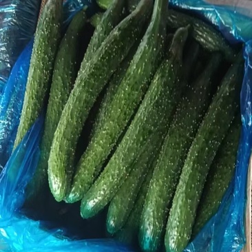 黄瓜陆地黄瓜，精品果径8-10cm