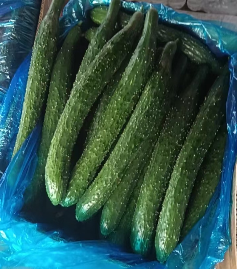 黄瓜陆地黄瓜，精品果径8-10cm