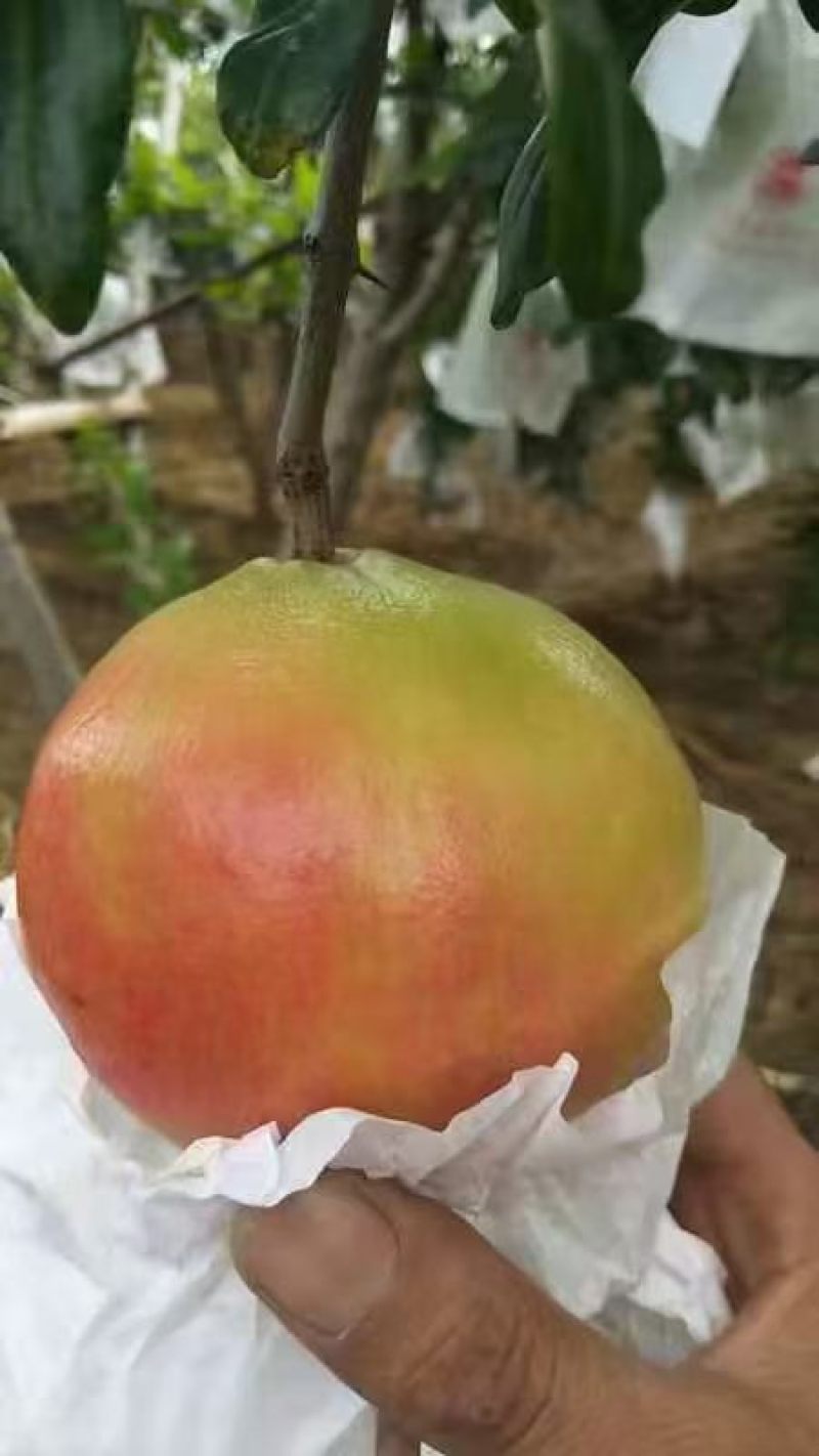 突尼斯软籽石榴二级果