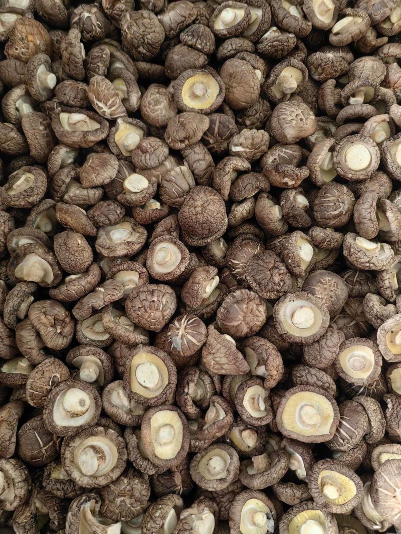 干香菇各种规格都有