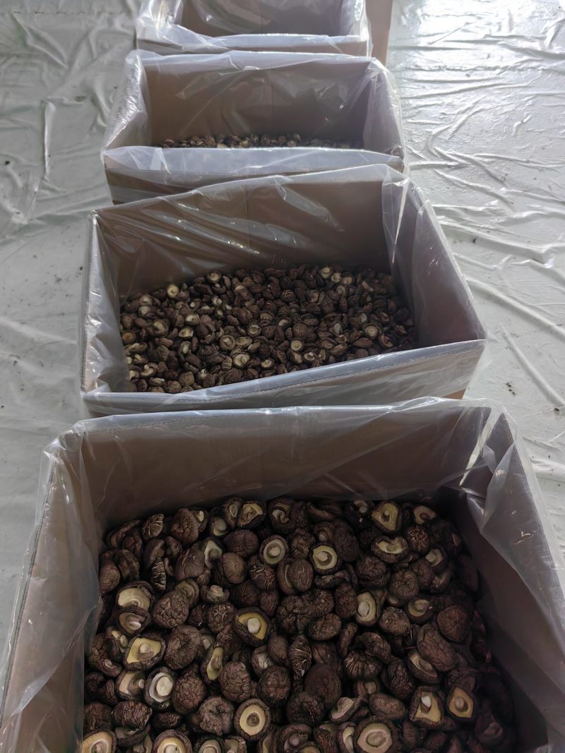 干香菇各种规格都有