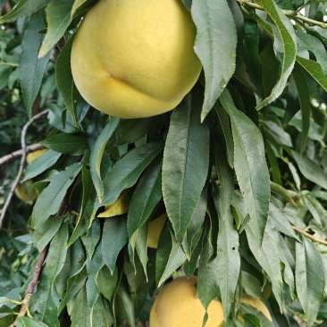 黄桃