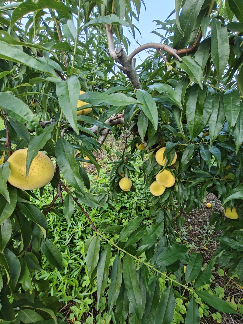 黄桃