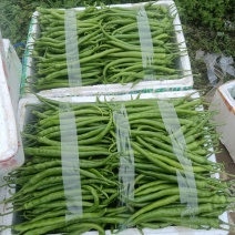 二荆条辣椒薄皮二荆条，20公分以上