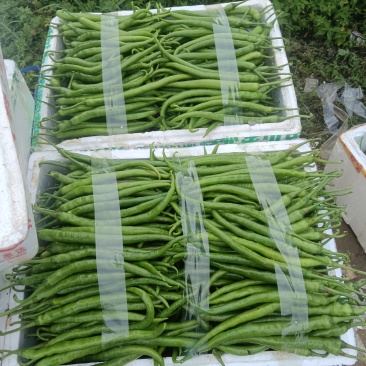 二荆条辣椒薄皮二荆条，20公分以上
