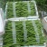 二荆条辣椒薄皮二荆条，20公分以上