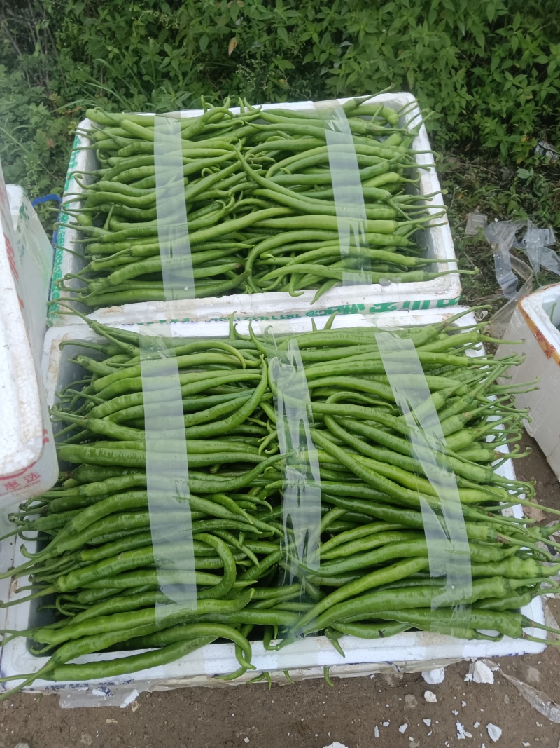 二荆条辣椒薄皮二荆条，20公分以上
