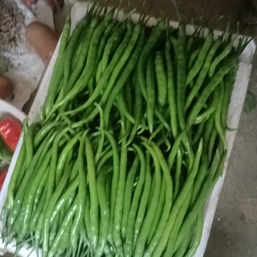 鲜辣椒纯薄皮，20公分以上