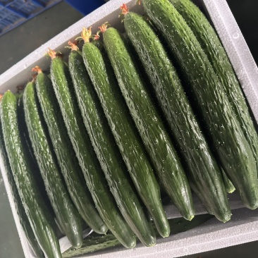 黄瓜精品/通货