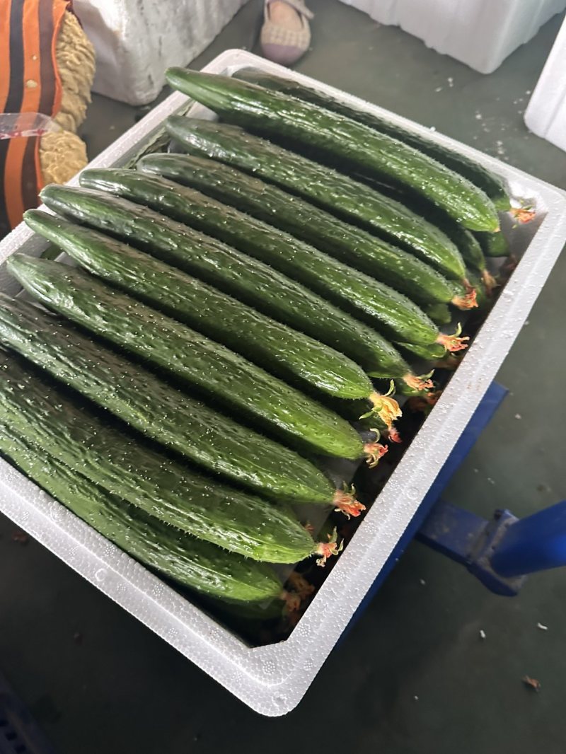 黄瓜精品/通货