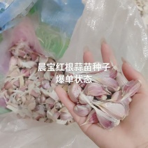 蒜苗种子红根蒜苗种子