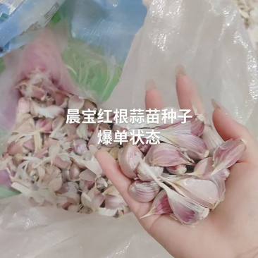 蒜苗种子红根蒜苗种子