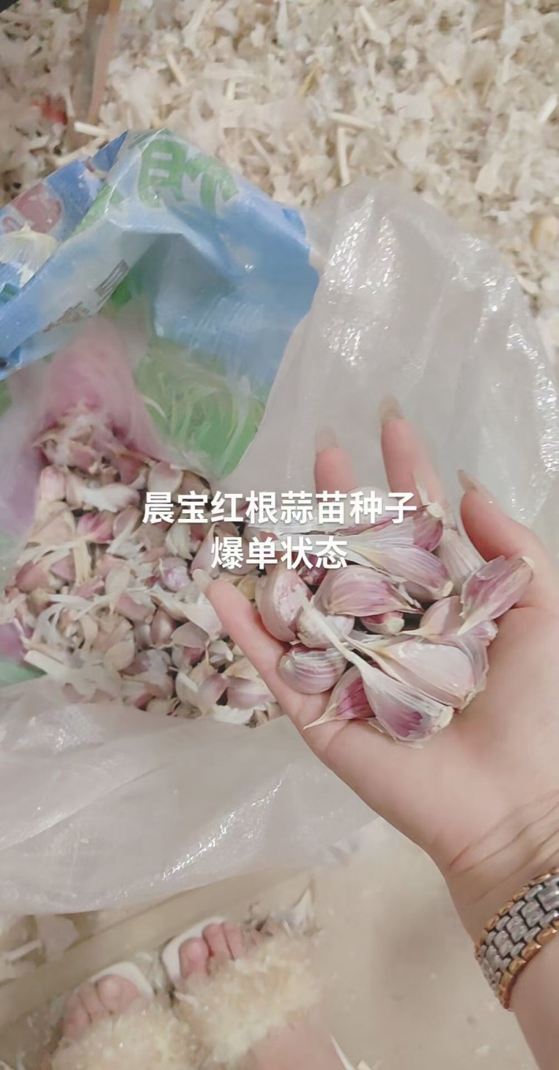 蒜苗种子红根蒜苗种子