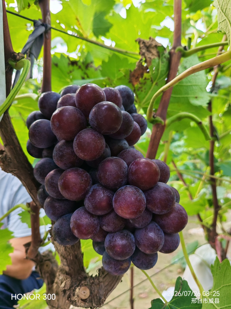 夏黑葡萄统货