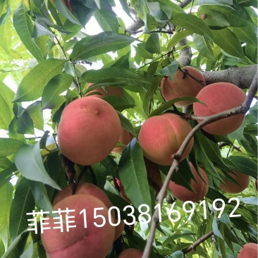 红不软桃单果4两以上