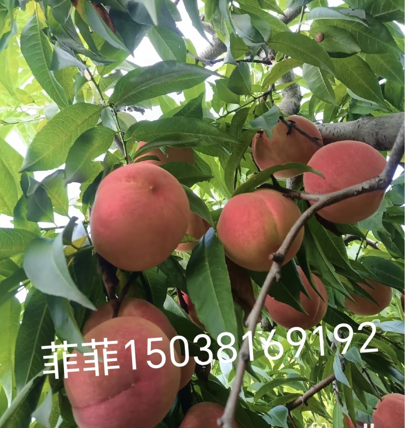 红不软桃单果4两以上
