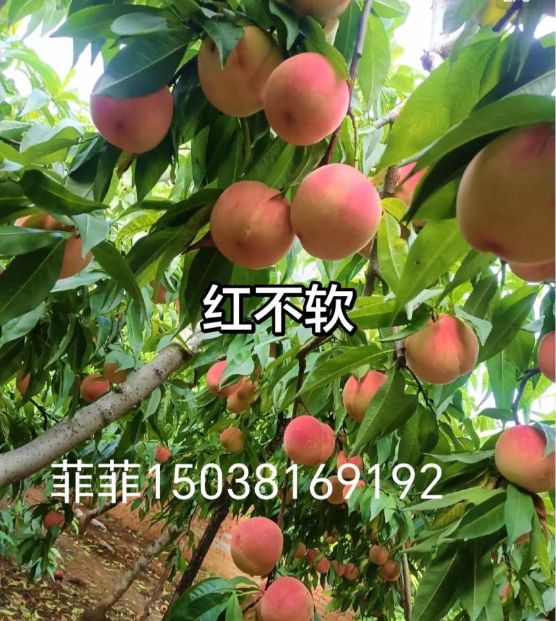 红不软桃单果4两以上