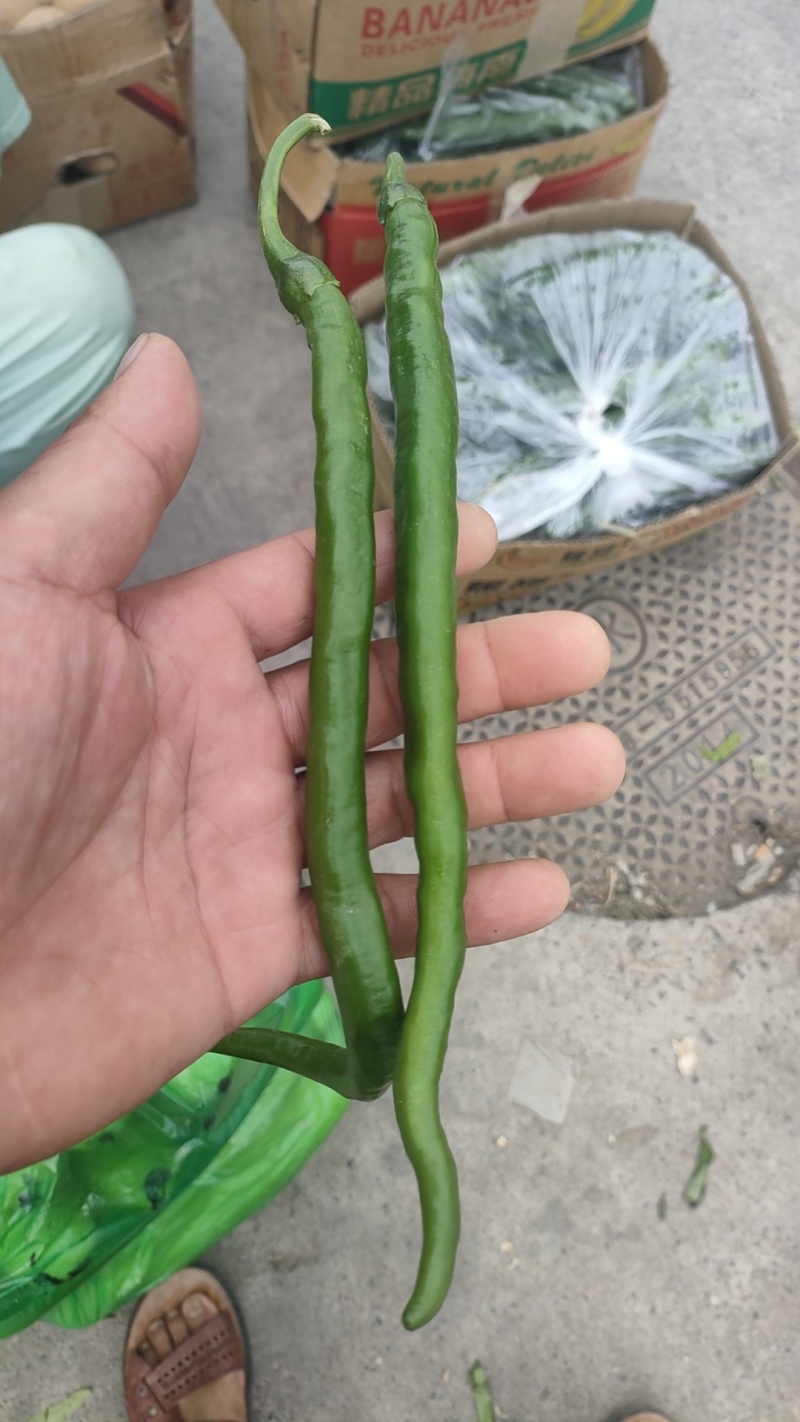 线椒黑皮线椒，长度25公分左右