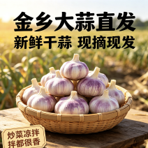 山东紫皮大蒜头新干蒜