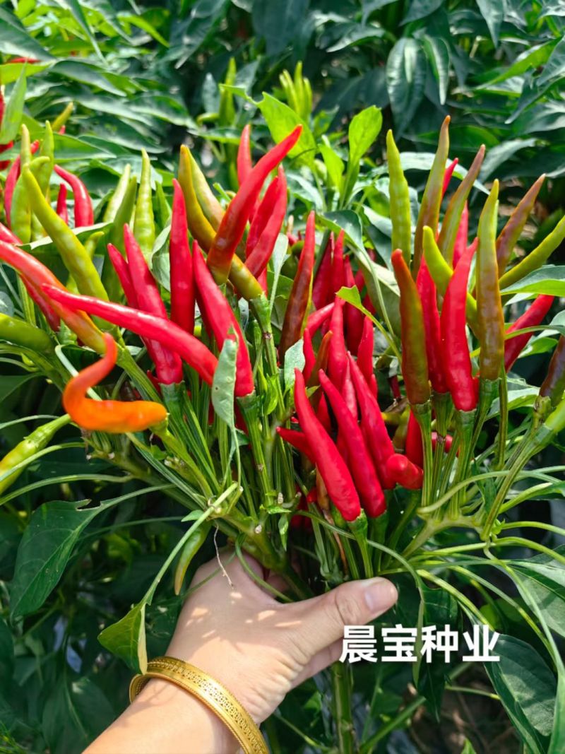 辣椒苗朝天椒，美宏211品种