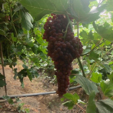 葡萄常规筐装，单筐净重8公斤