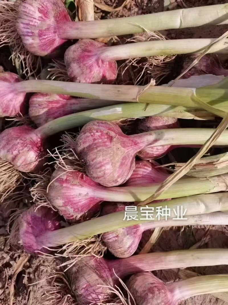 红蒜种子一袋60斤
