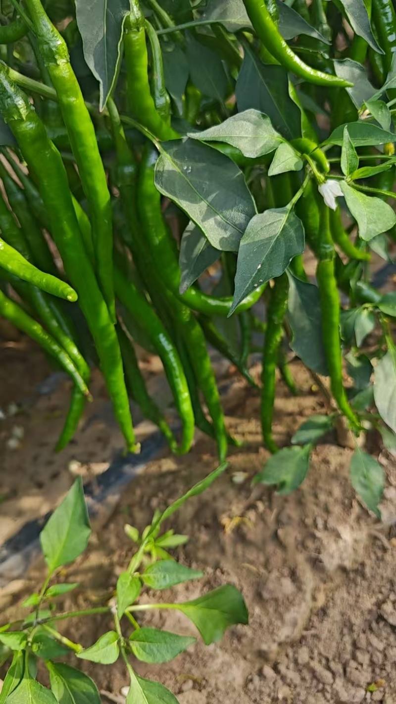 鲜辣椒3号线椒