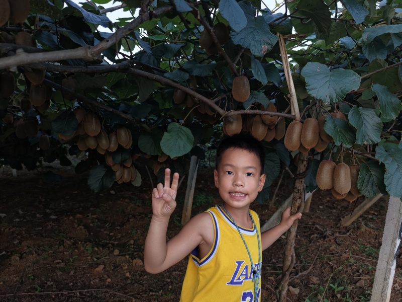 猕猴桃红阳、米粮（60克起步）、G3，米粮1元/斤