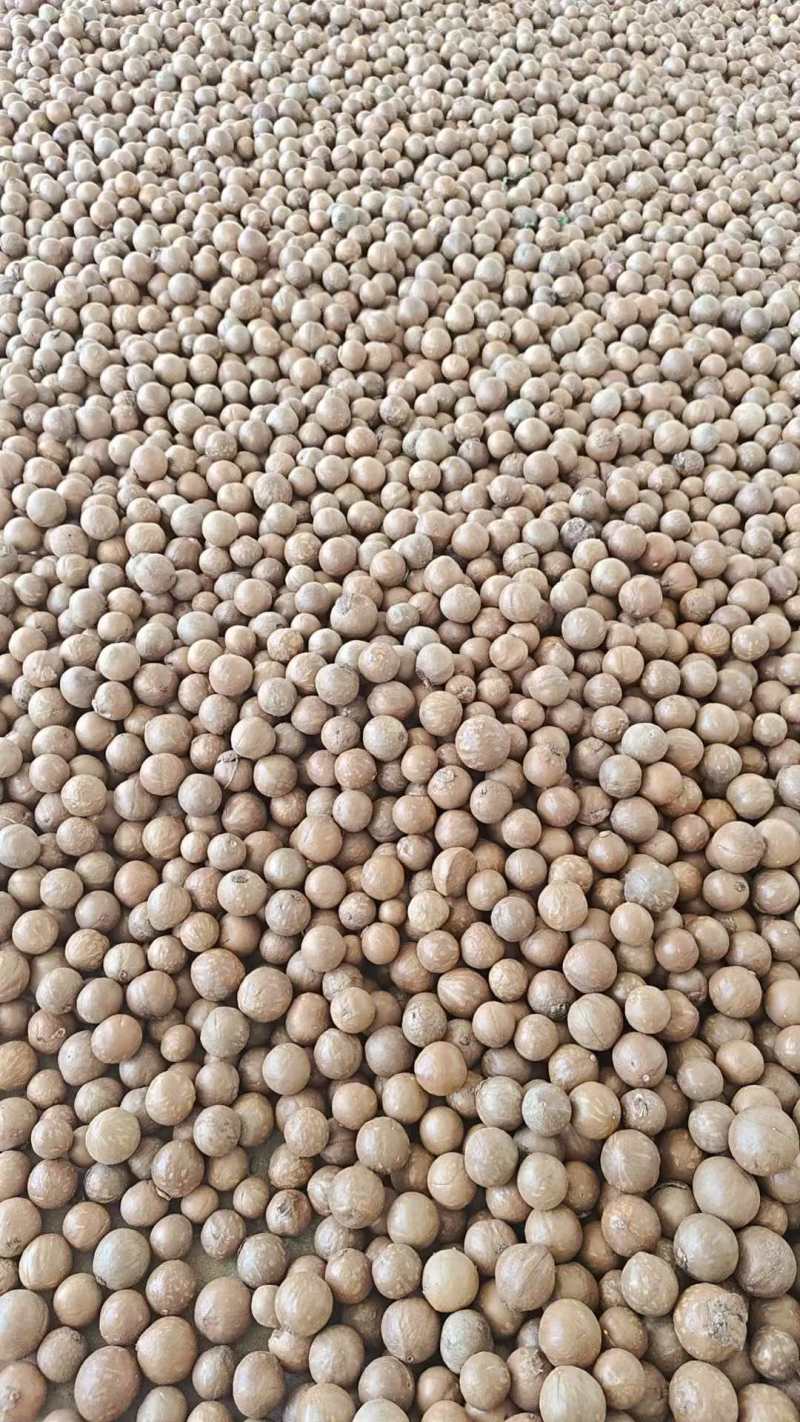 夏威夷果统货，虫果坏果小于百分之五