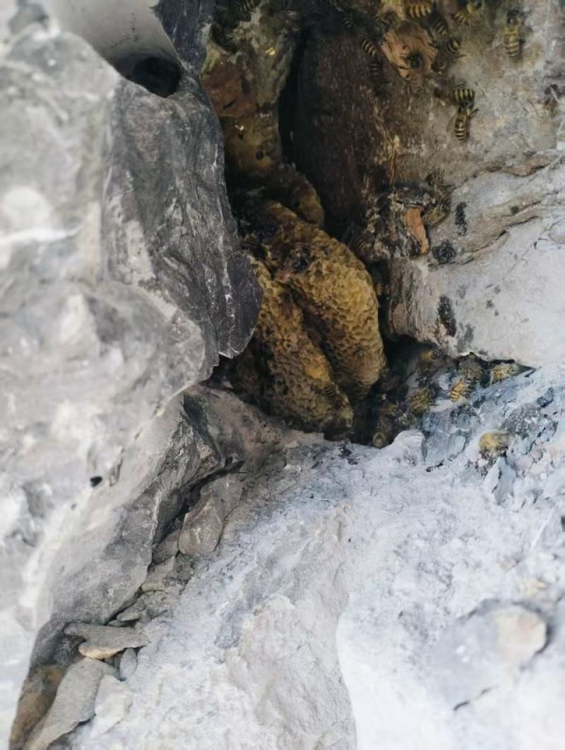 蜂蜜1斤瓶装、2斤瓶装
