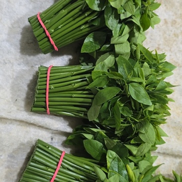 树仔菜按斤捆扎