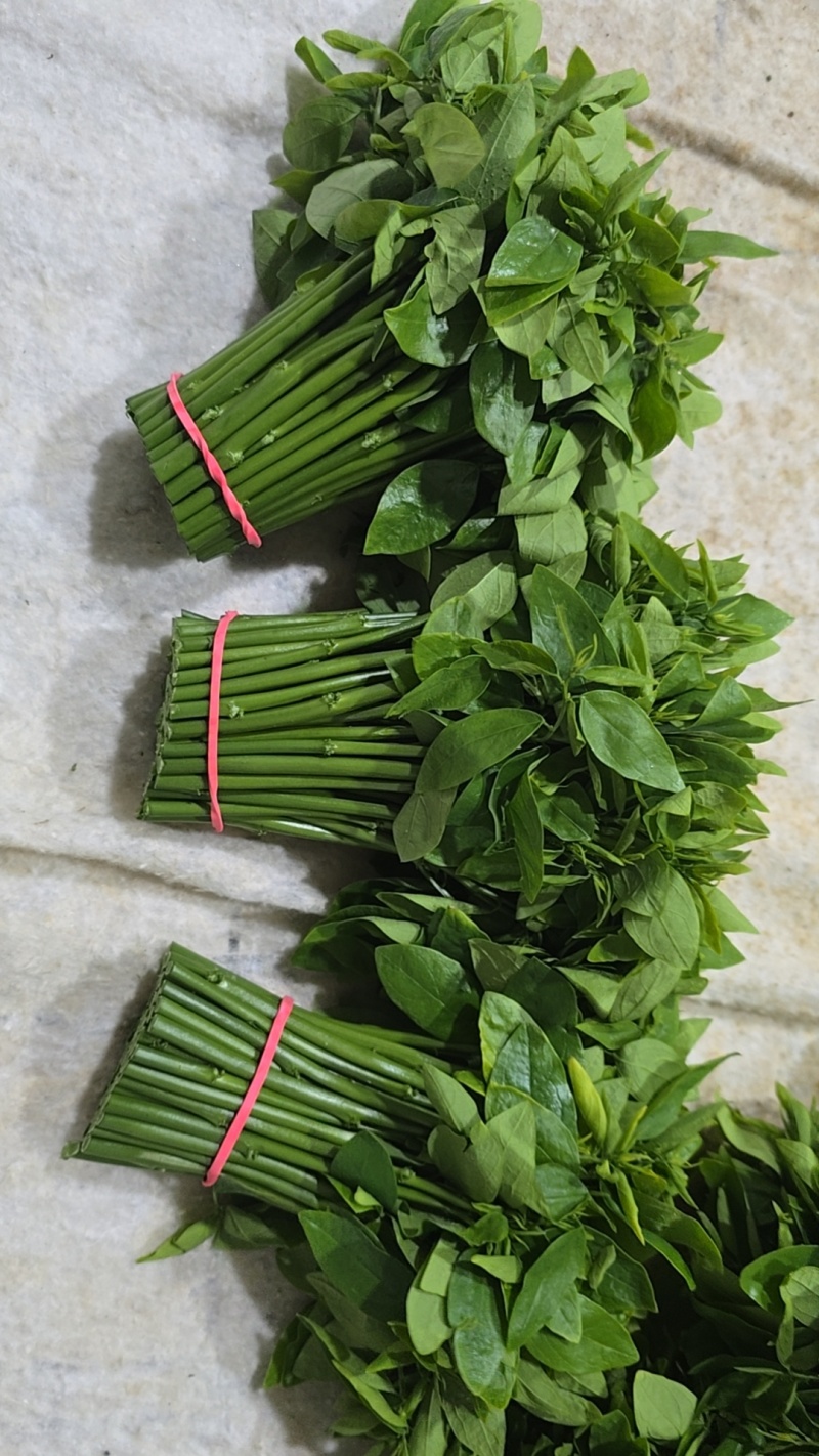 树仔菜按斤捆扎