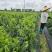 树仔菜按斤捆扎