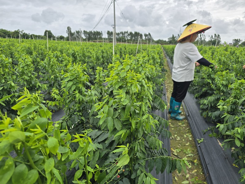 树仔菜按斤捆扎