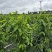 树仔菜按斤捆扎