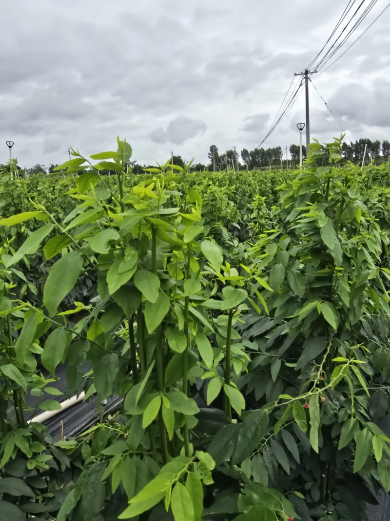 树仔菜按斤捆扎