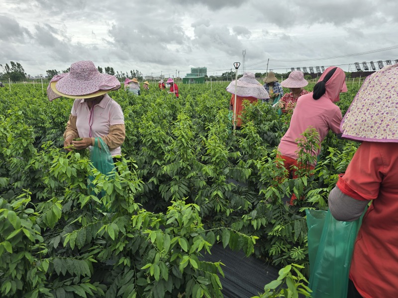 树仔菜按斤捆扎