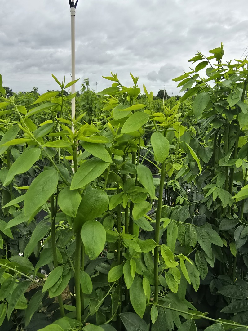 树仔菜按斤捆扎