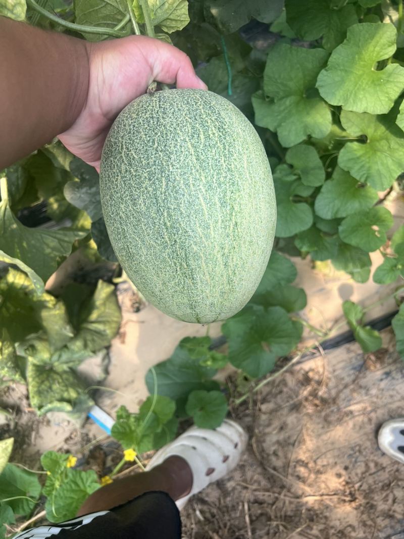 哈密瓜青蛙王子品系，电商专用，个头2-4斤