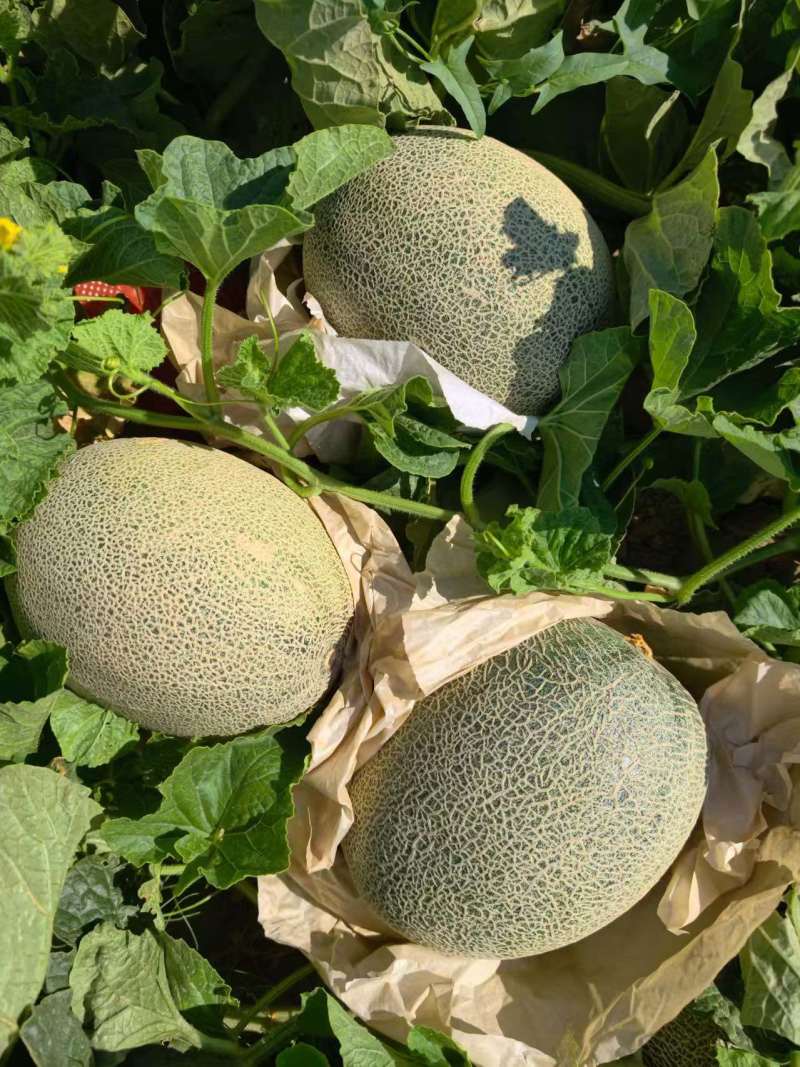 哈密瓜青蛙王子品系，电商专用，个头2-4斤