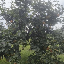 黄花梨单个约半斤