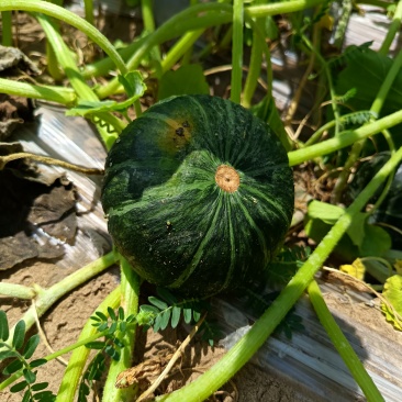 贝贝南瓜750-1200克/个
