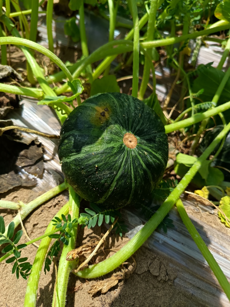 贝贝南瓜750-1200克/个