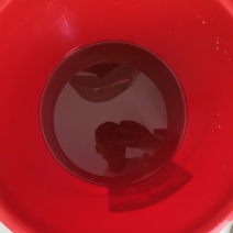 蜂蜜土蜂蜜