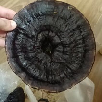 黑灵芝