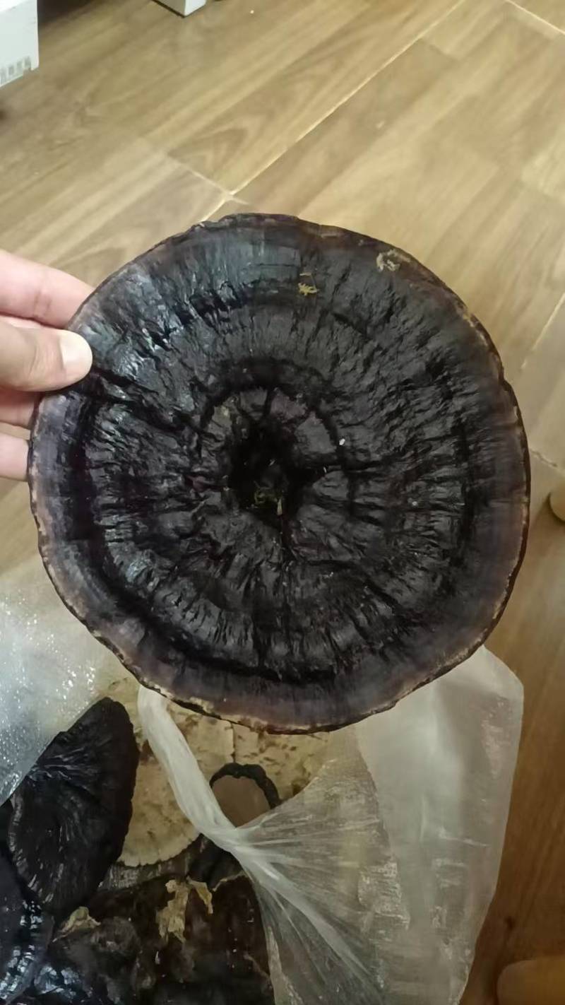 黑灵芝